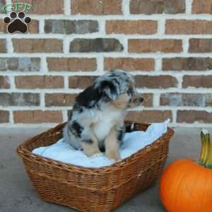 Bethany, Miniature Australian Shepherd Puppy
